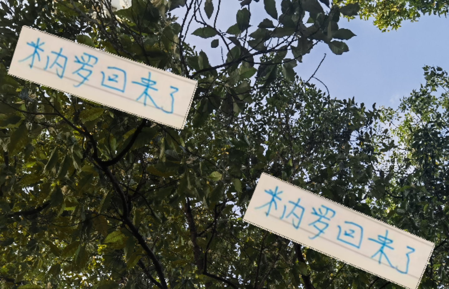 体育赛事-好消息！米内罗回申花 坏消息剩余7轮打不 如有马莱莱出勤率多好